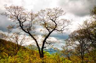 Tree in the Smokey Mountains-9040.jpg